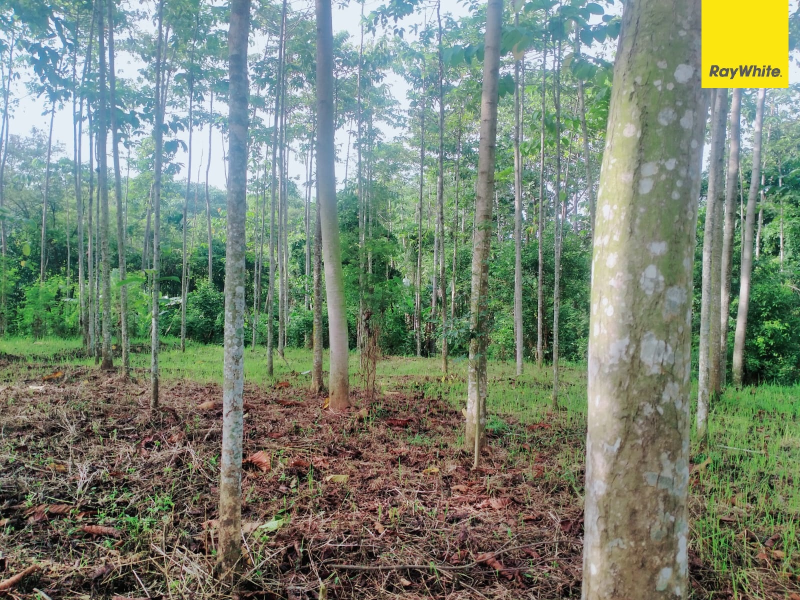 Tanah Sawah Dijual di Jl. Brumbungan Kidul Pajarakan Probolinggo