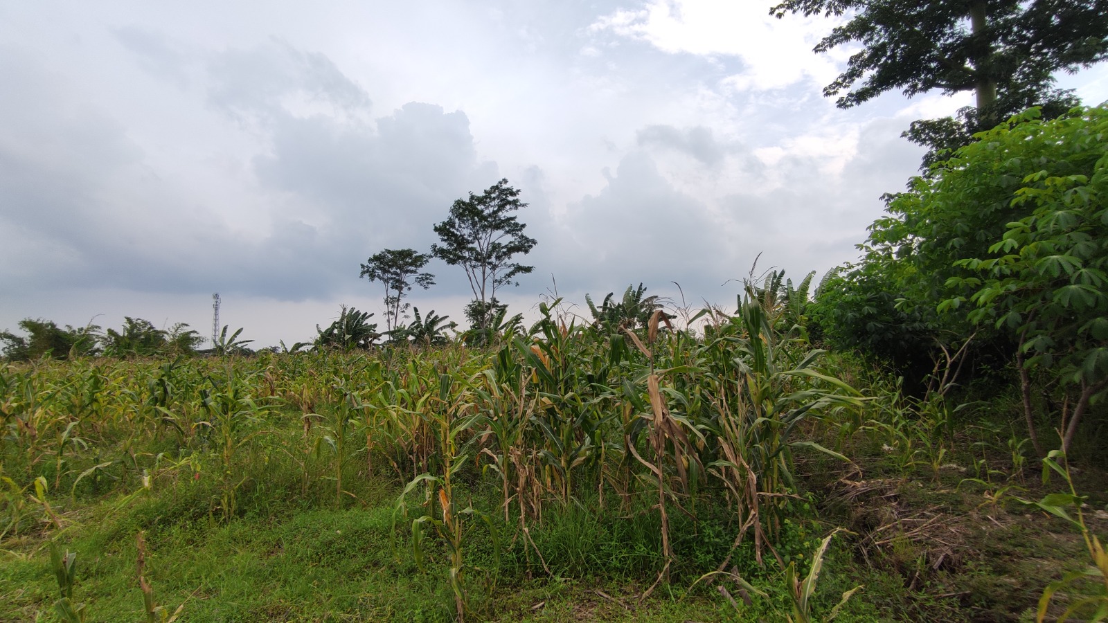 (BWI A.387) Dijual tanah di kel. Tukangkayu, Kec. Banyanyuwangi