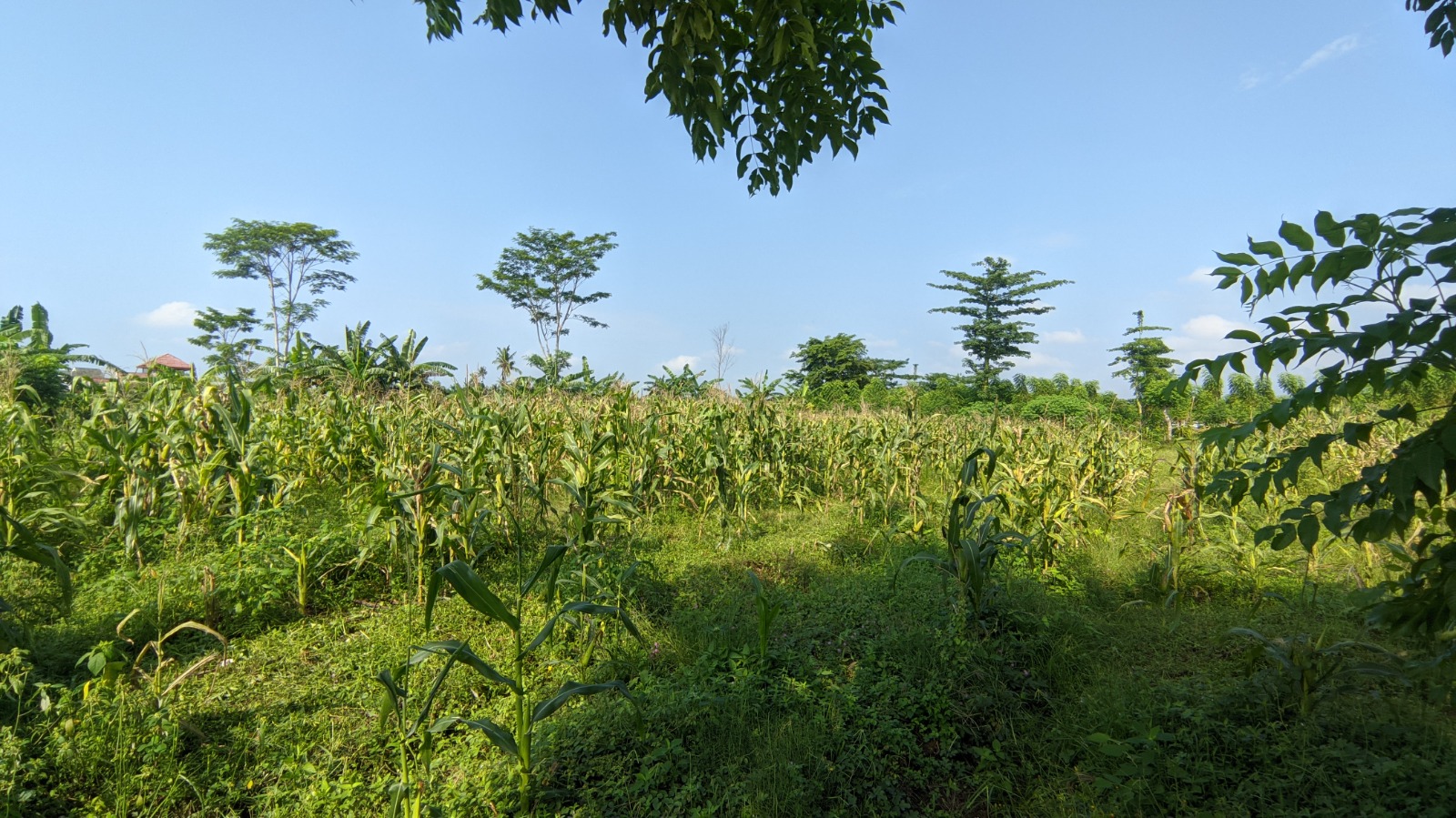 (BWI A.387) Dijual tanah di kel. Tukangkayu, Kec. Banyanyuwangi