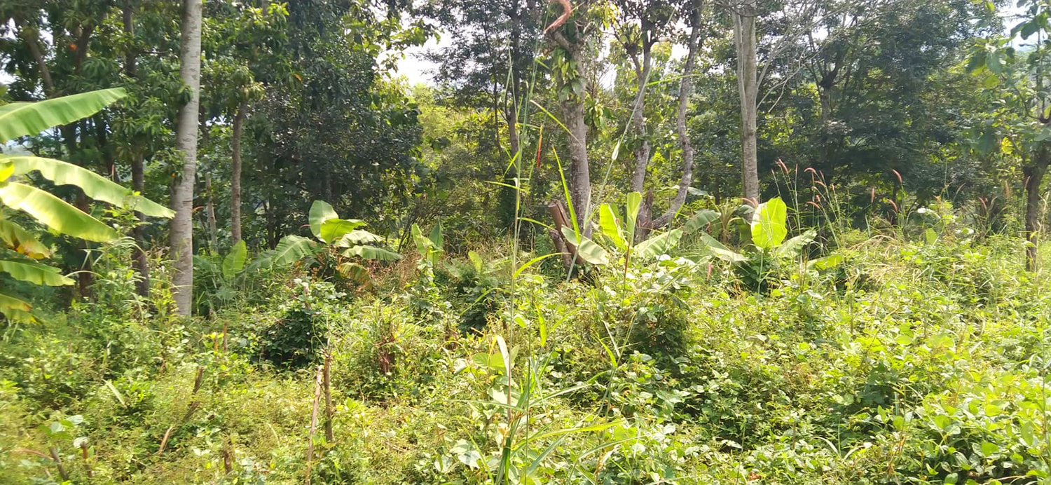 TANAH KOMERSIAL DI SUKAMERANG KERSAMANAH KABUPATEN GARUT