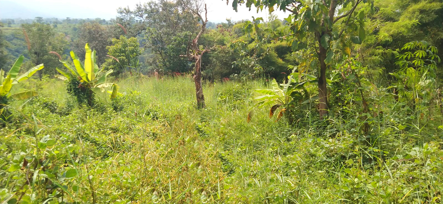 TANAH KOMERSIAL DI SUKAMERANG KERSAMANAH KABUPATEN GARUT