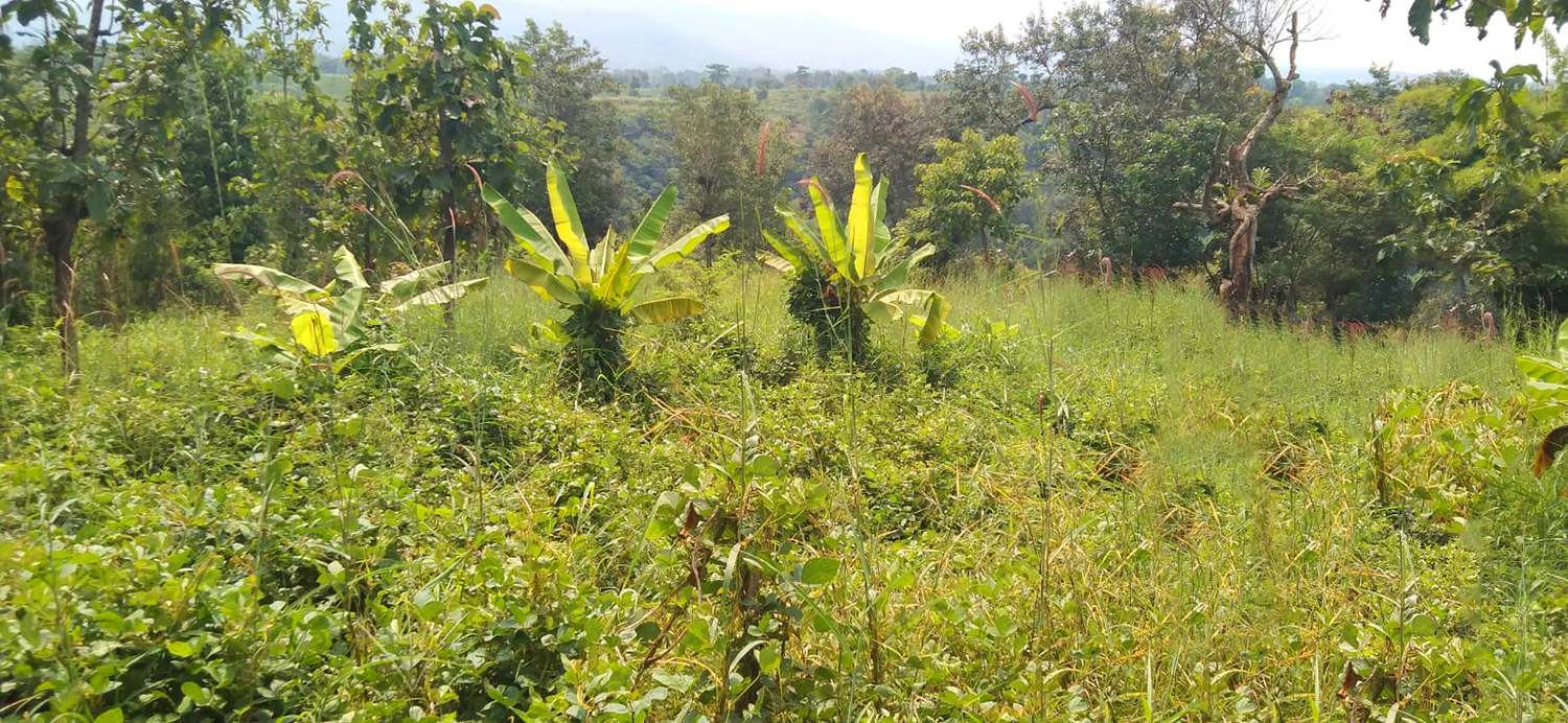 TANAH KOMERSIAL DI SUKAMERANG KERSAMANAH KABUPATEN GARUT