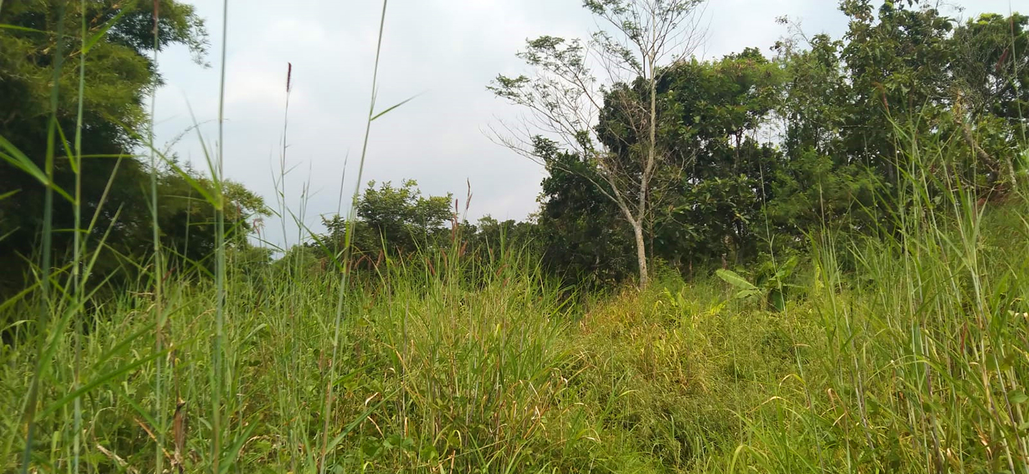 TANAH KOMERSIAL DI SUKAMERANG KERSAMANAH KABUPATEN GARUT