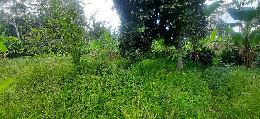 KEBUN NENAS  DI JALAN RAYA CAGAK SUBANG