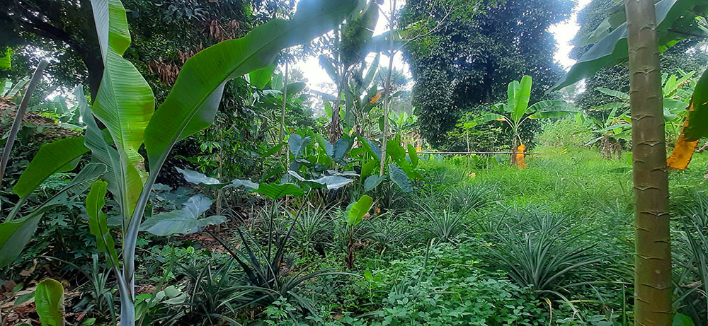 KEBUN NENAS  DI JALAN RAYA CAGAK SUBANG