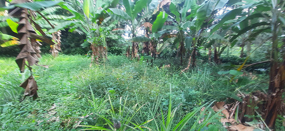 KEBUN NENAS  DI JALAN RAYA CAGAK SUBANG