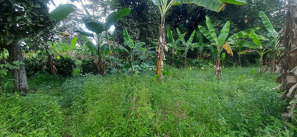 KEBUN NENAS  DI JALAN RAYA CAGAK SUBANG