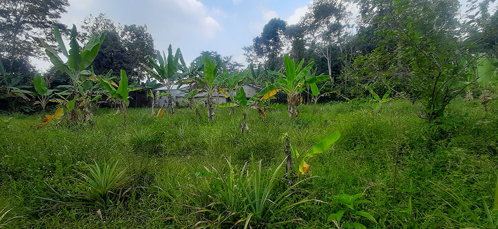 KEBUN NENAS  DI JALAN RAYA CAGAK SUBANG