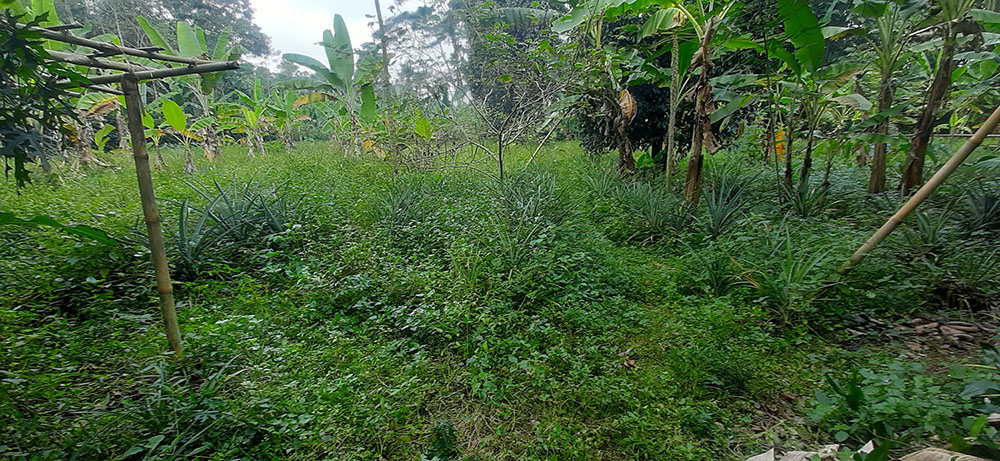 KEBUN NENAS  DI JALAN RAYA CAGAK SUBANG