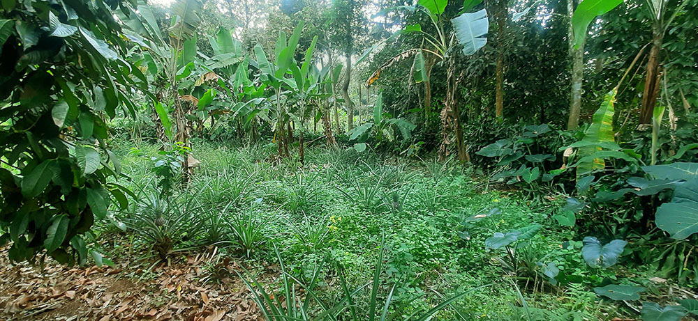 KEBUN NENAS  DI JALAN RAYA CAGAK SUBANG