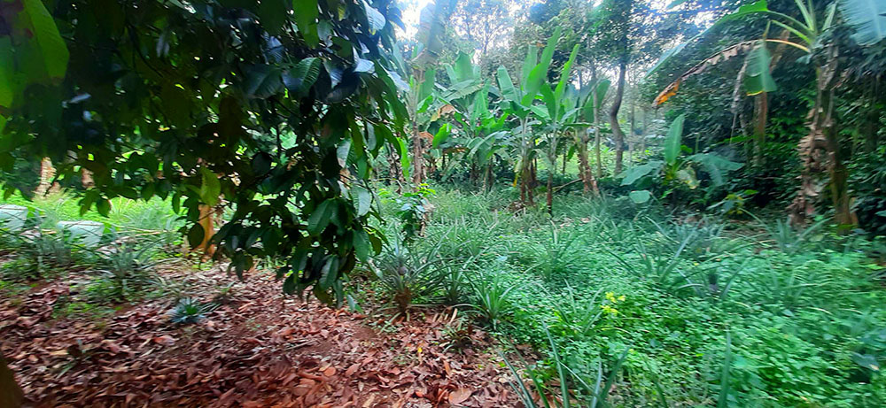 KEBUN NENAS  DI JALAN RAYA CAGAK SUBANG