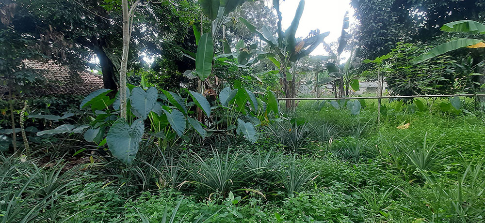 KEBUN NENAS  DI JALAN RAYA CAGAK SUBANG