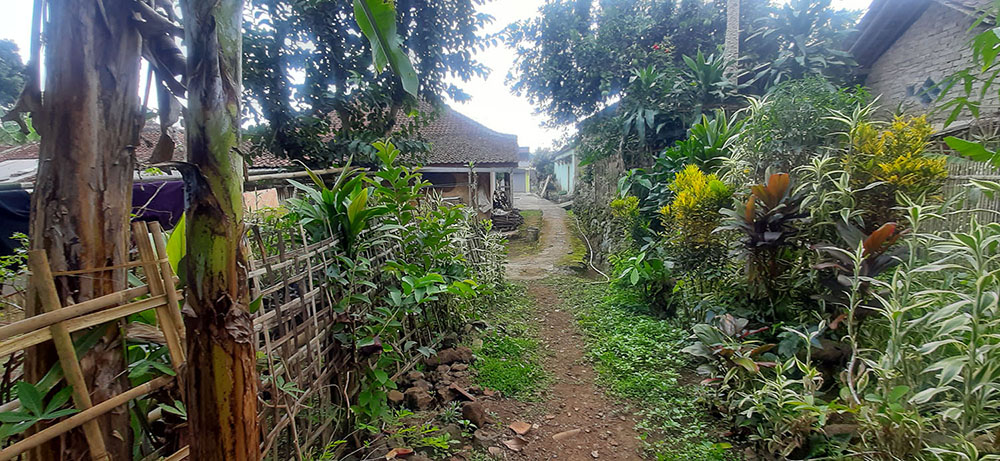 KEBUN NENAS  DI JALAN RAYA CAGAK SUBANG