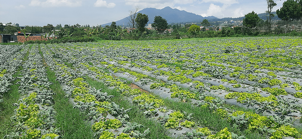 Tanah Komersial Untuk Agrowisata Villa Dan Kebun Di Lembang Bdg