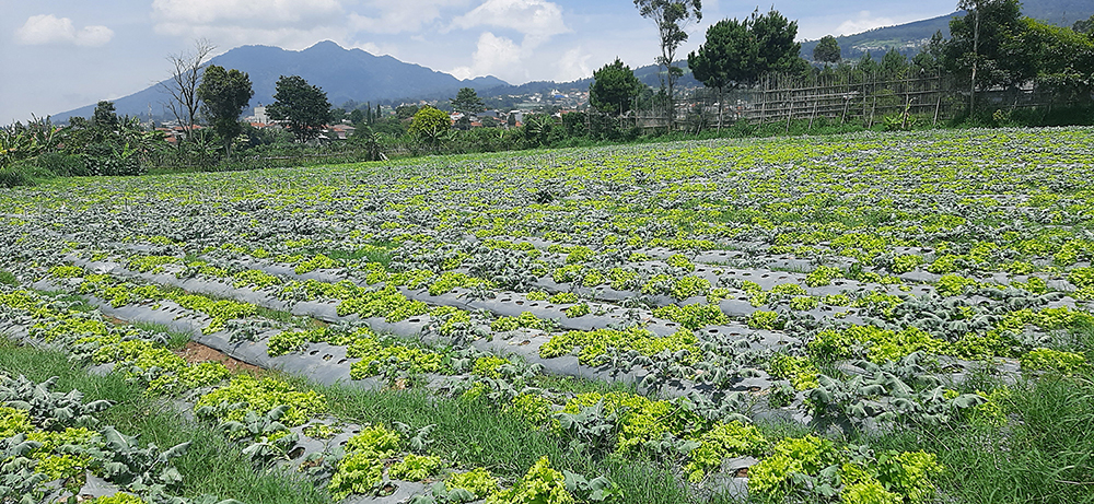 Tanah Komersial Untuk Agrowisata Villa Dan Kebun Di Lembang Bdg