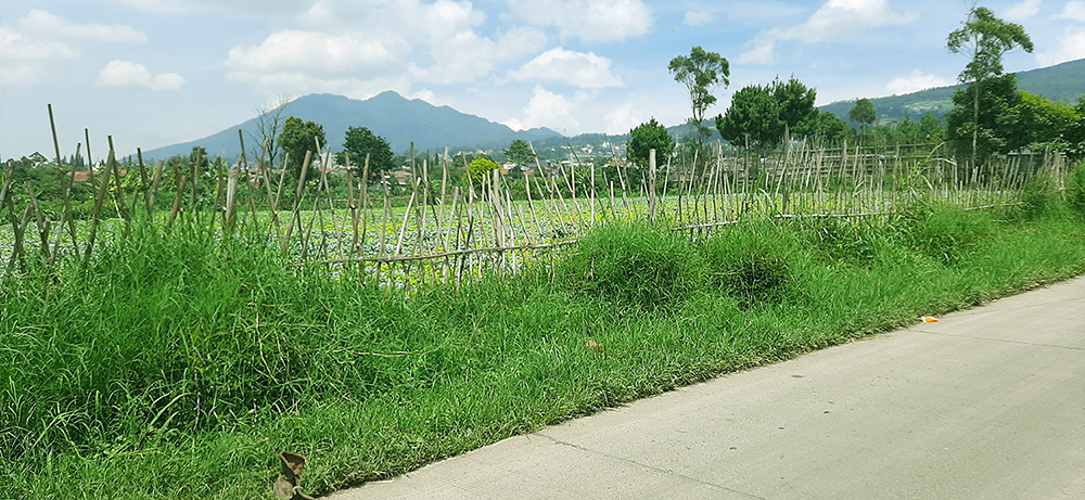 Tanah Komersial Untuk Agrowisata Villa Dan Kebun Di Lembang Bdg