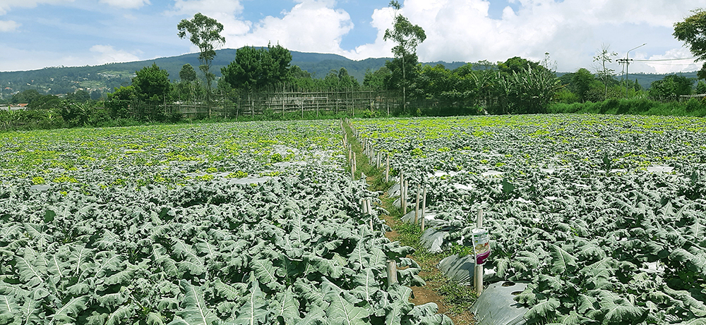 Tanah Komersial Untuk Agrowisata Villa Dan Kebun Di Lembang Bdg