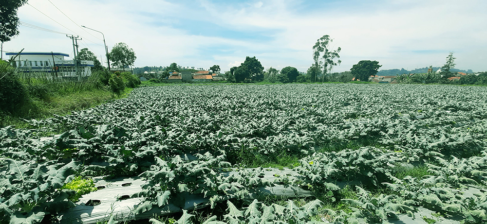 Tanah Komersial Untuk Agrowisata Villa Dan Kebun Di Lembang Bdg