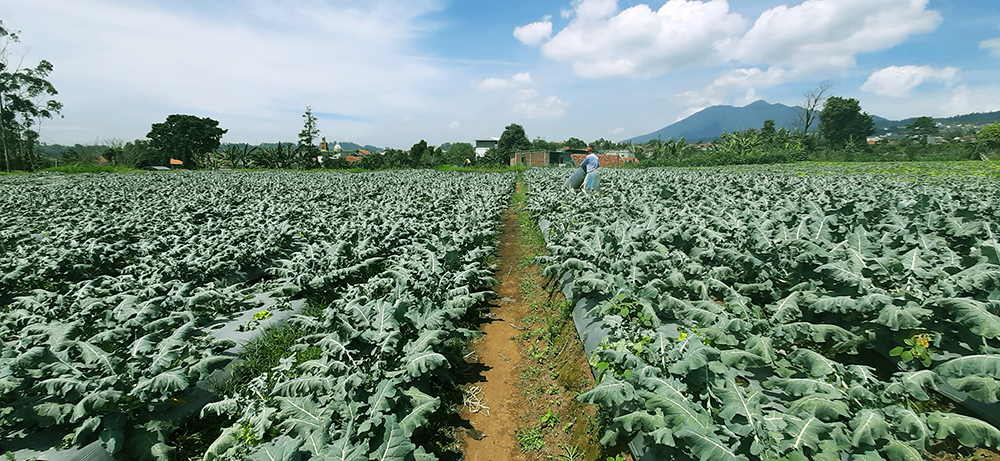 Tanah Komersial Untuk Agrowisata Villa Dan Kebun Di Lembang Bdg