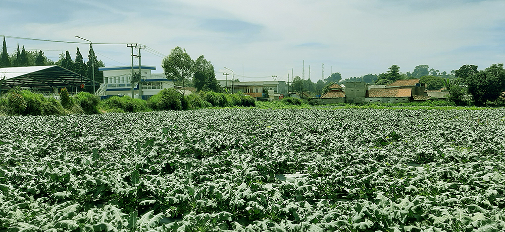 Tanah Komersial Untuk Agrowisata Villa Dan Kebun Di Lembang Bdg