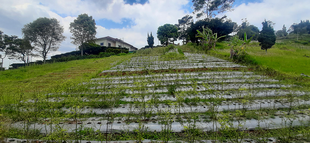 TANAH UTK RUMAH ATAU VILLA VIEW KOTA BANDUNG DI DAGO GIRI