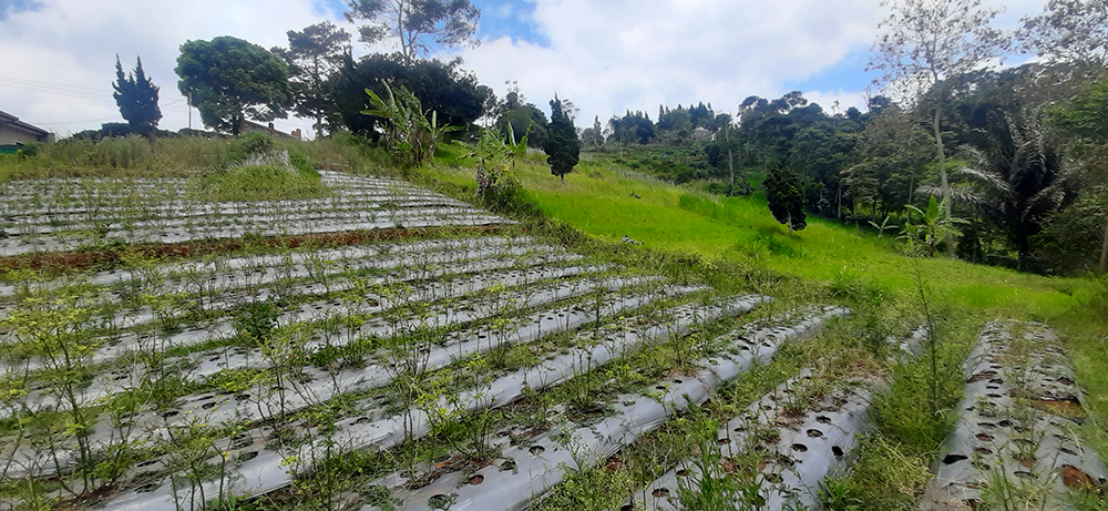 TANAH UTK RUMAH ATAU VILLA VIEW KOTA BANDUNG DI DAGO GIRI