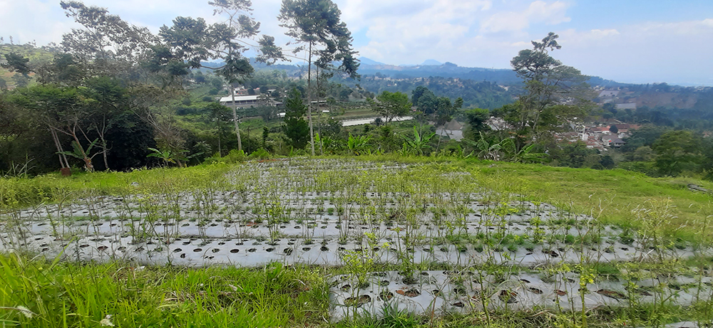 TANAH UTK RUMAH ATAU VILLA VIEW KOTA BANDUNG DI DAGO GIRI