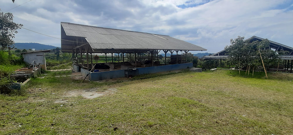 KEBUN ALPUKAT, GREEN HOUSE, KANDANG SAPI & DOMBA DI LEMBANG BDG