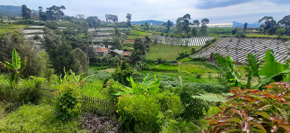 KEBUN ALPUKAT, GREEN HOUSE, KANDANG SAPI & DOMBA DI LEMBANG BDG