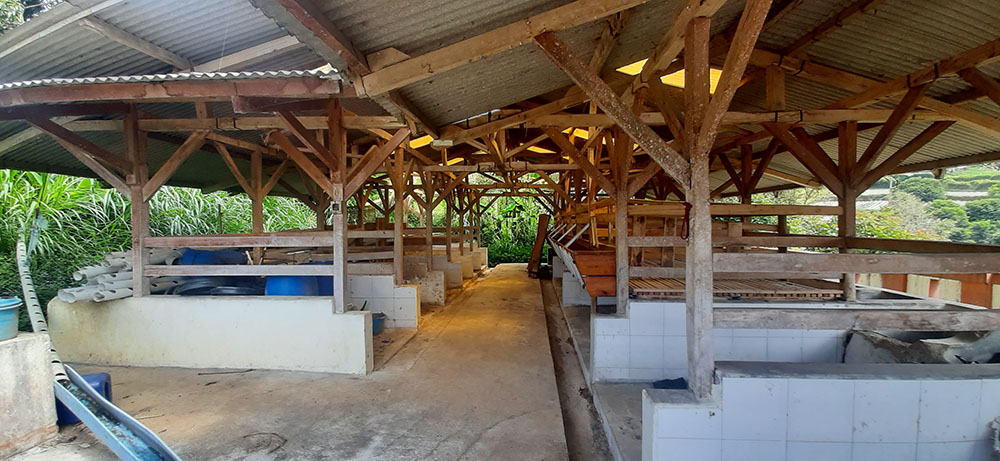 KEBUN ALPUKAT, GREEN HOUSE, KANDANG SAPI & DOMBA DI LEMBANG BDG