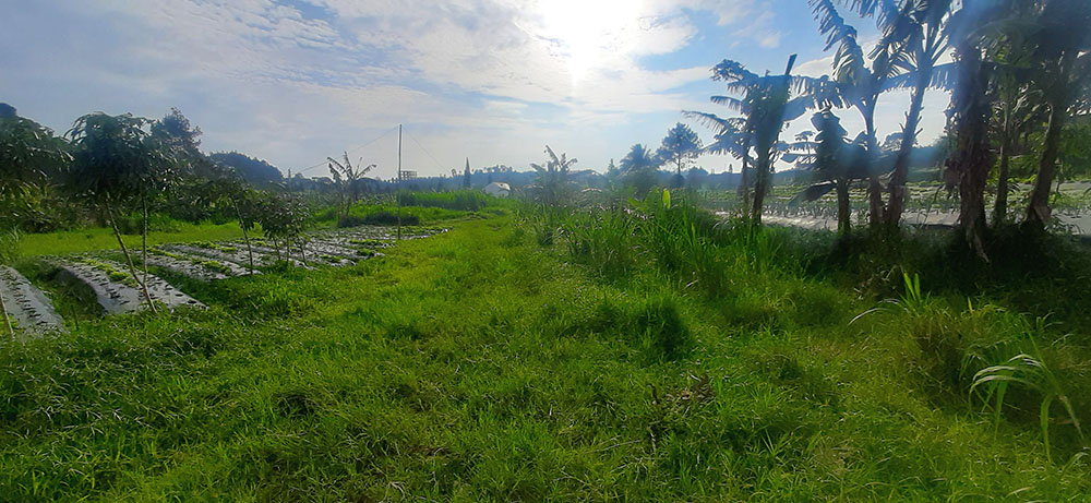 TANAH DI DALAM KAWASAN KOMPLEK GRAHA PUSPA JL. SERSAN BAJURI BDG