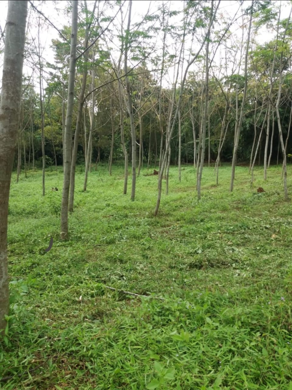 Disewakan atau Kerja sama Tanah 5000m di purwakarta
