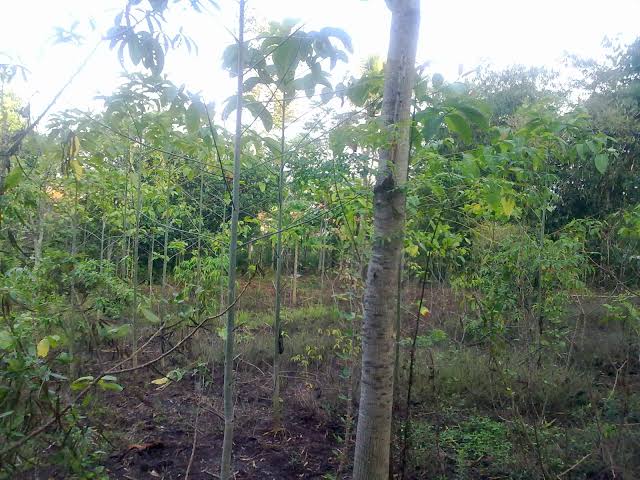 Dijual Tanah Strategis 5.355 m² di Dekat Lido City, Bogor