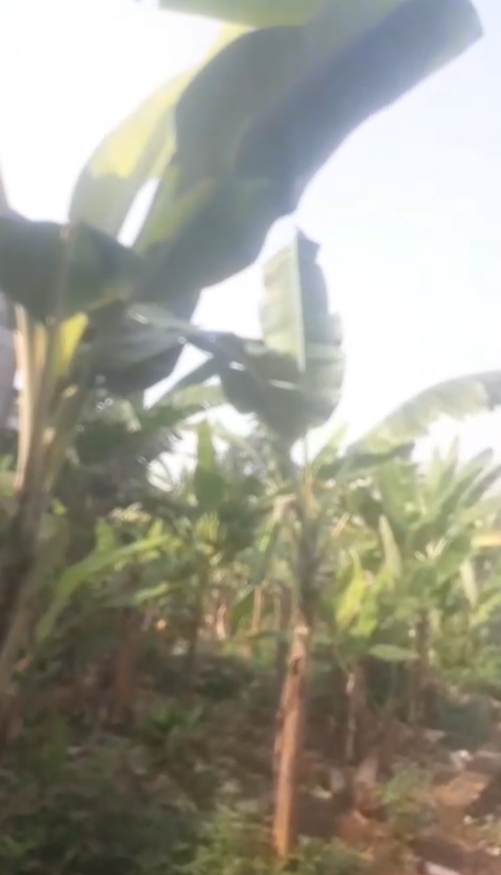 Tanah murah 45 m2 akses motor dekat grand depok city