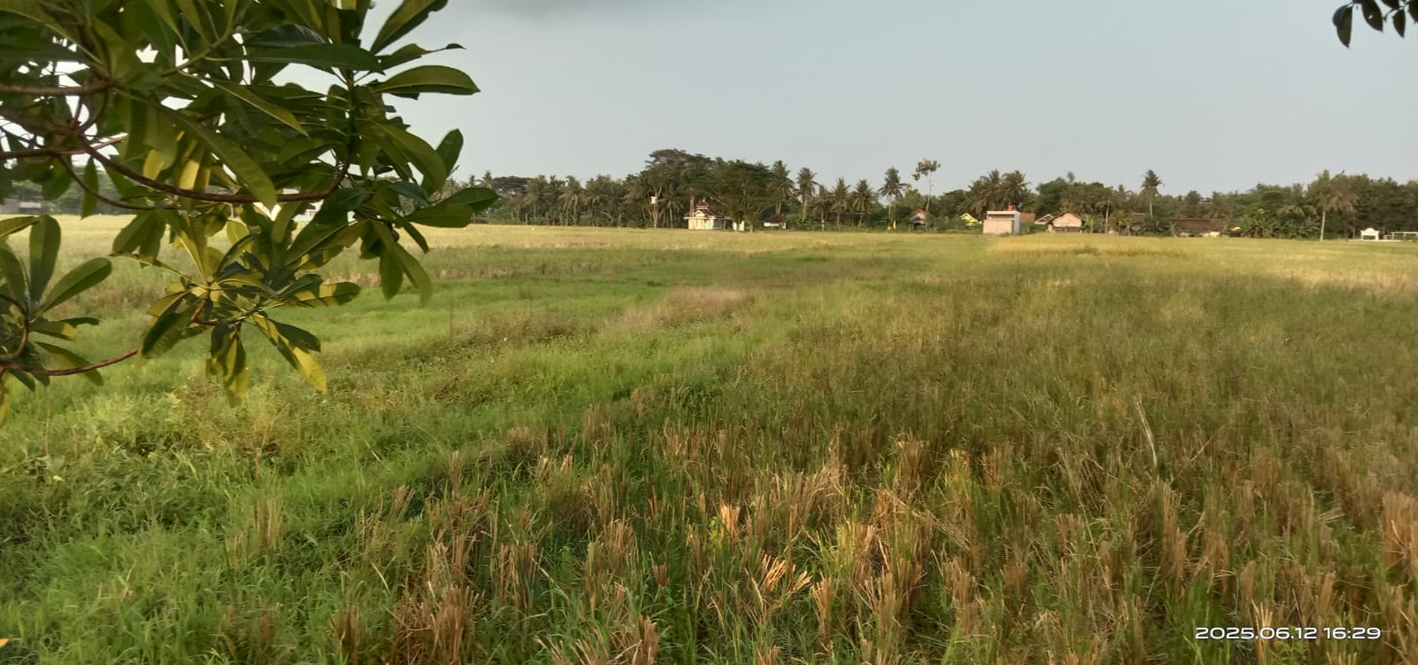 Dijual Tanah Sawah Mangku Jalan Aspal di Moyudan Sleman