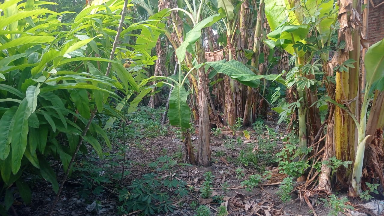 tanah dijual desa gembongan mojokerto