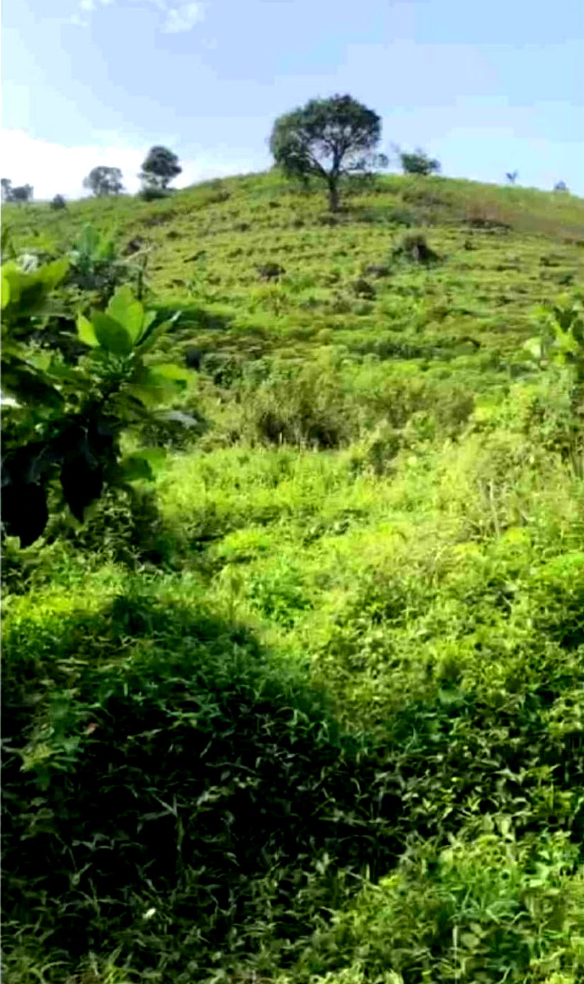 Dijual Tanah di Desa Tangkil, Kec. Citeureup, Bogor, Jawa Barat