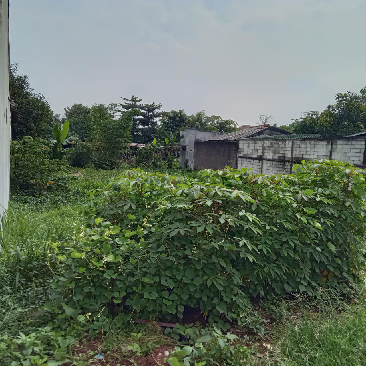 Tanah murah cocok untuk cluster di Pekapuran Depok