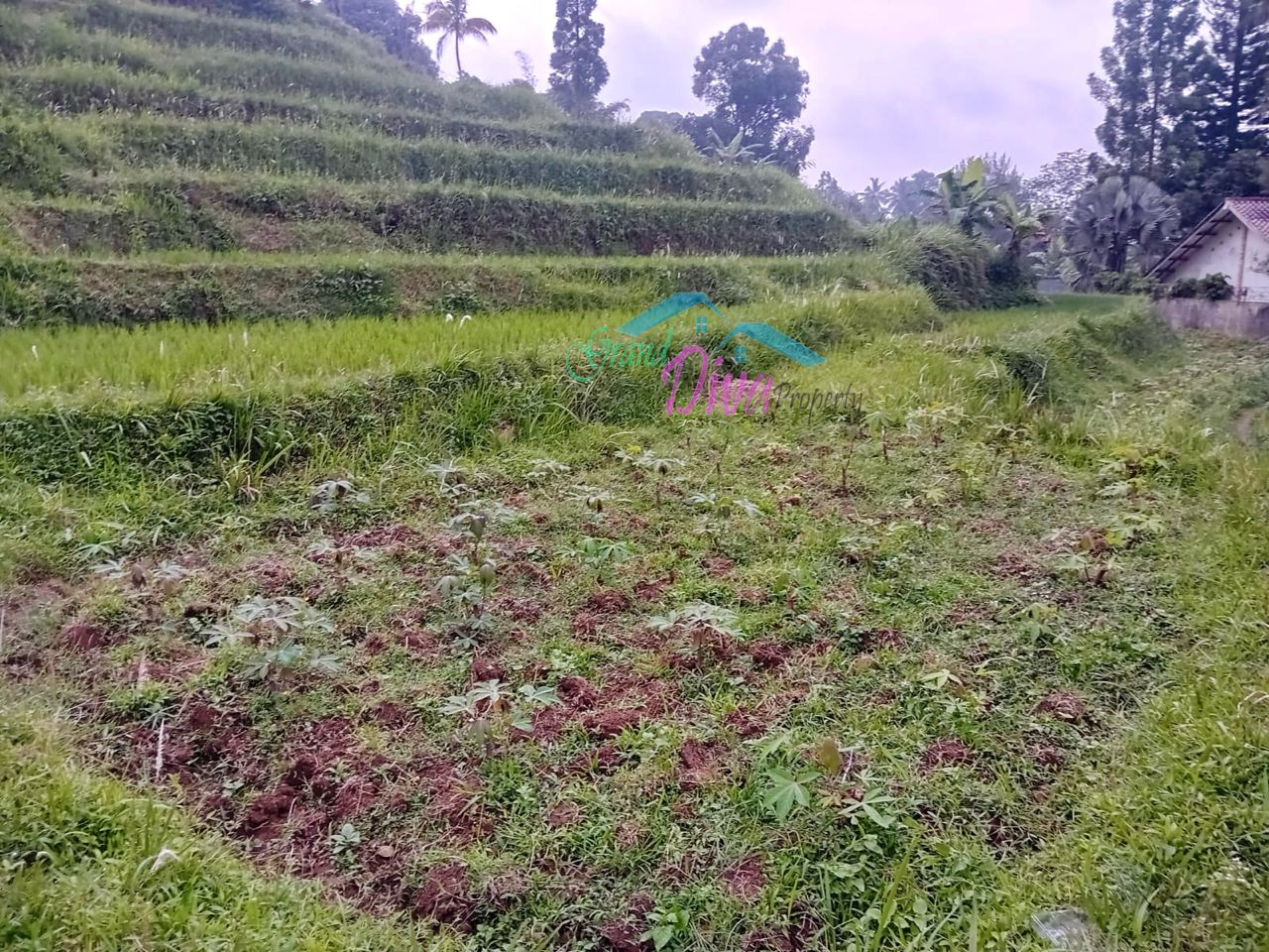 JUAL TANAH SAWAH DI CILEMBER CISARUA KABUPATEN BOGOR