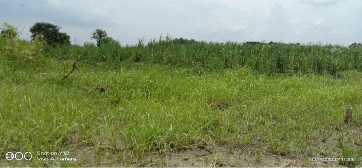 tanah dijual brangkal balongpanggang gresik