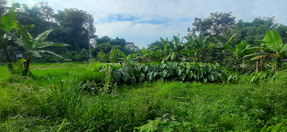 TANAH RESIDENSIAL UTK CLUSTER DI SERSAN BAJURI BANDUNG