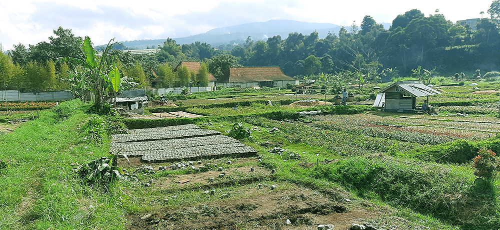 TANAH DEKAT LEMBANG PARK AND ZOO SAYAP JL. SERSAN BAJURI BANDUNG
