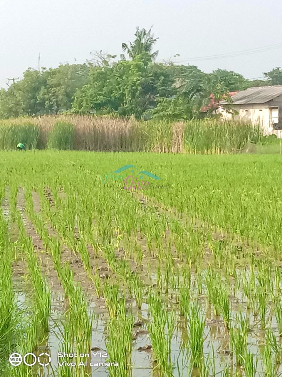 TANAH DI DESA KARANG SARI CIKARANG TIMU