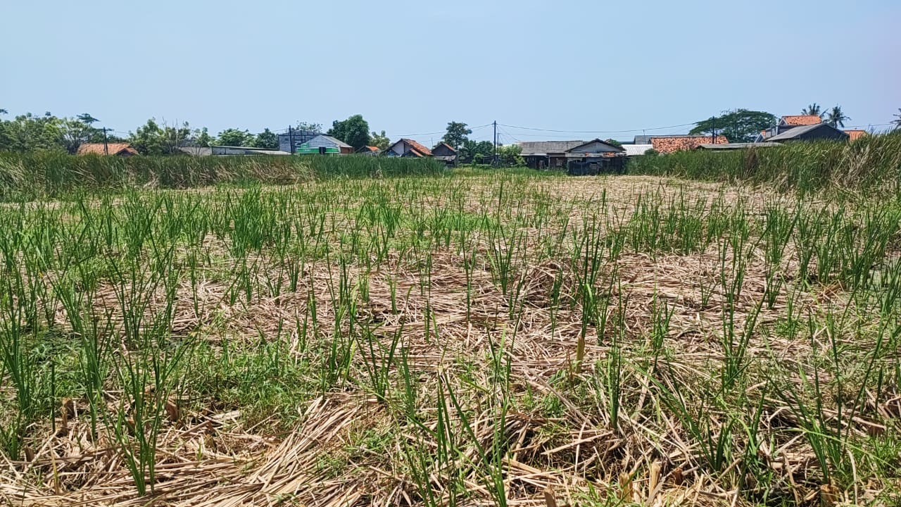 Dijual Tanah Kering Cocok untuk Invest di Pinggir Jalan Babelan