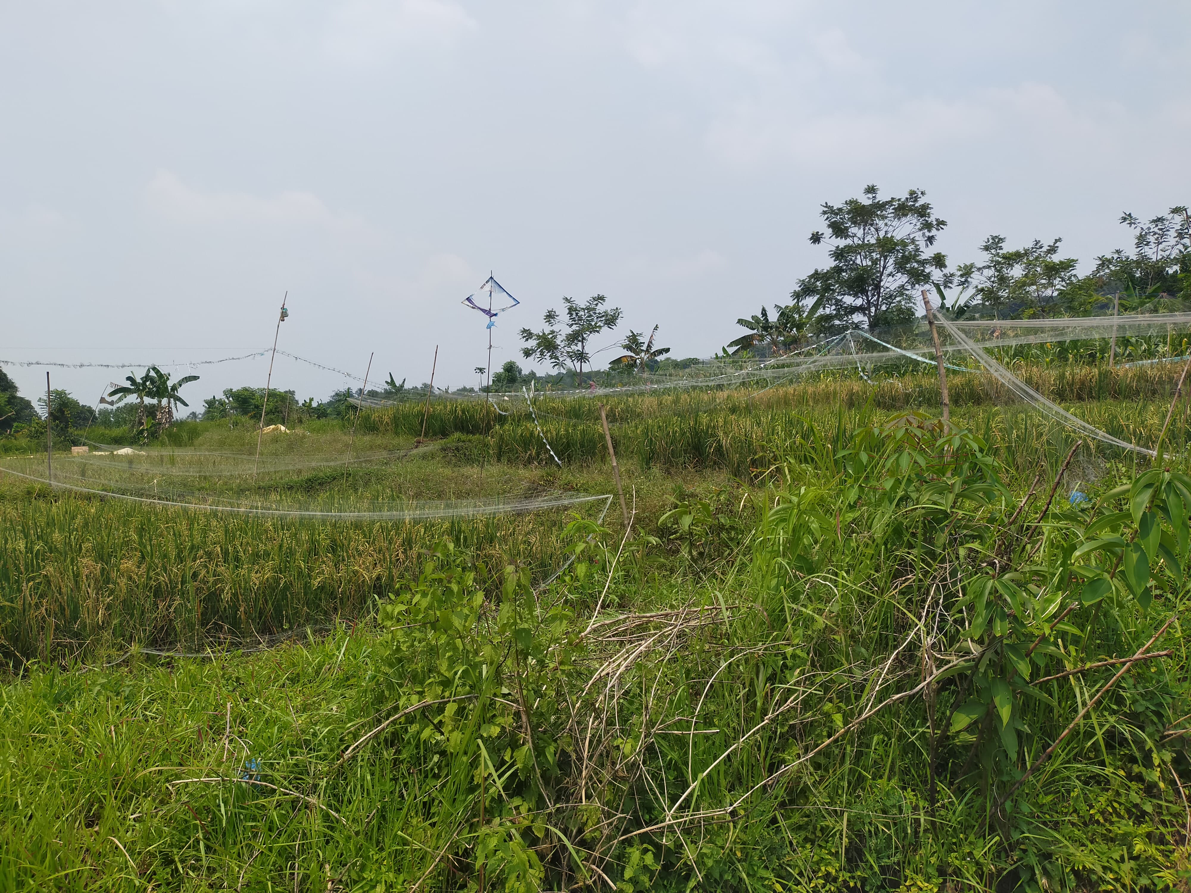 Dijual Tanah didaerah berkembang